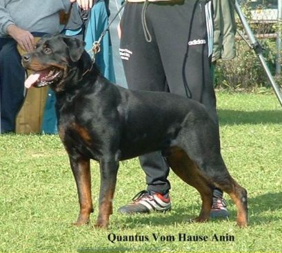 Breeding Working Rottweilers in Australia