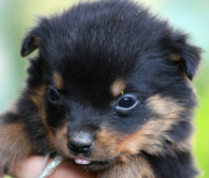 Breeding Working Rottweilers in Australia