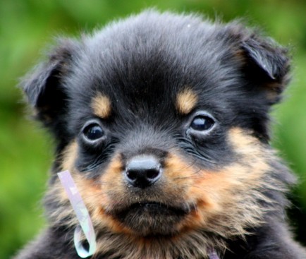 Breeding Working Rottweilers in Australia