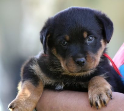 Breeding Working Rottweilers in Australia