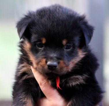 Breeding Working Rottweilers in Australia