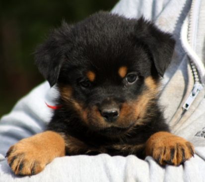 Breeding Working Rottweilers in Australia