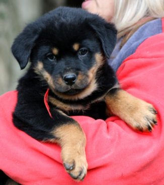 Breeding Working Rottweilers in Australia