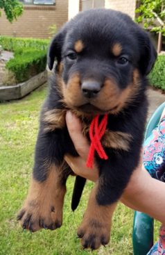 Breeding Working Rottweilers in Australia