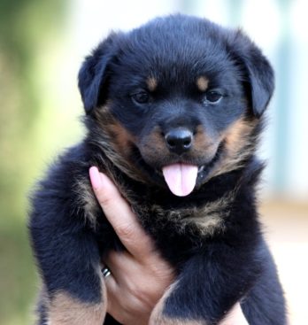 Breeding Working Rottweilers in Australia