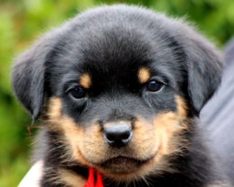 Breeding Working Rottweilers in Australia