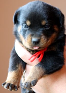 Breeding Working Rottweilers in Australia