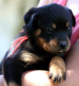 Breeding Working Rottweilers in Australia