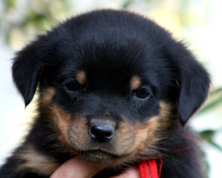 Breeding Working Rottweilers in Australia