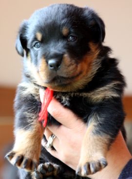 Breeding Working Rottweilers in Australia
