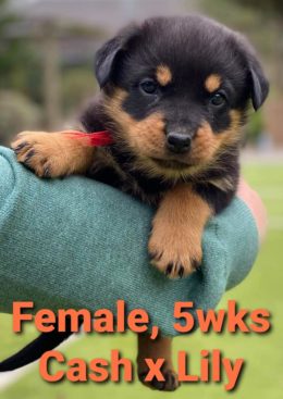 Breeding Working Rottweilers in Australia