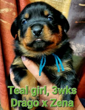 Breeding Working Rottweilers in Australia