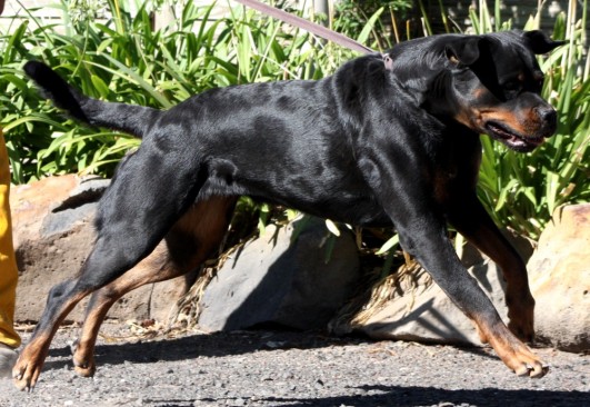 Breeding Working Rottweilers in Australia