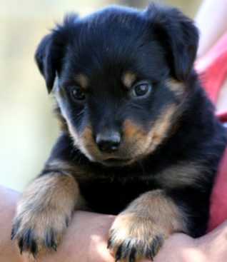 Breeding Working Rottweilers in Australia