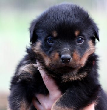 Breeding Working Rottweilers in Australia