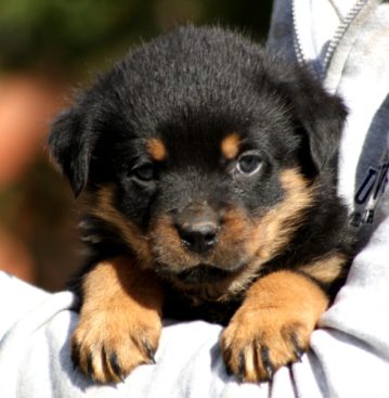 Breeding Working Rottweilers in Australia