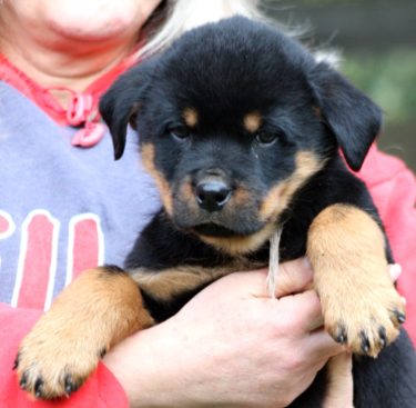 Breeding Working Rottweilers in Australia