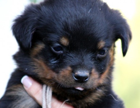 Breeding Working Rottweilers in Australia