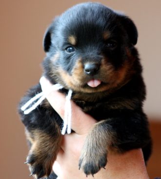 Breeding Working Rottweilers in Australia