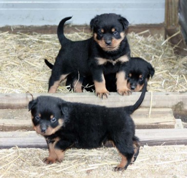 Breeding Working Rottweilers in Australia