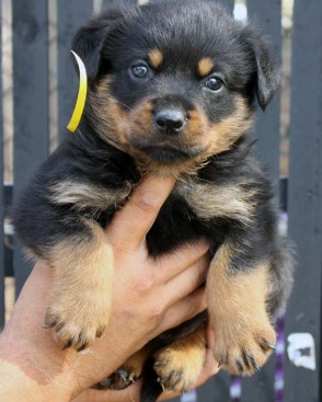 Breeding Working Rottweilers in Australia