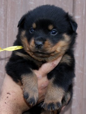 Breeding Working Rottweilers in Australia