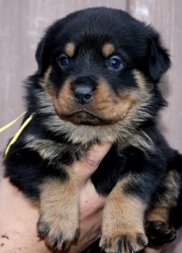 Breeding Working Rottweilers in Australia