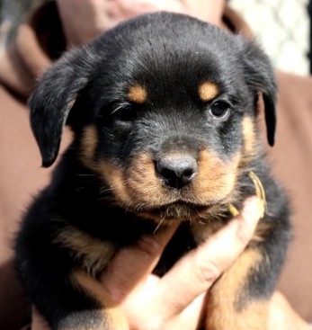 Breeding Working Rottweilers in Australia