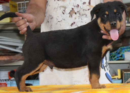 Breeding Working Rottweilers in Australia