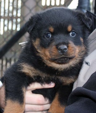 Breeding Working Rottweilers in Australia