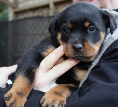 Breeding Working Rottweilers in Australia