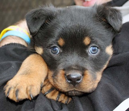 Breeding Working Rottweilers in Australia