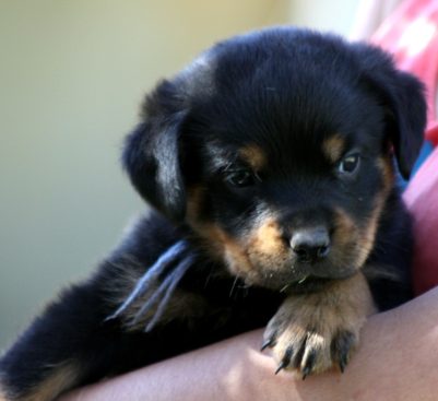 Breeding Working Rottweilers in Australia