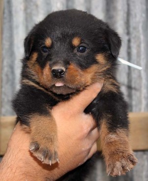 Breeding Working Rottweilers in Australia
