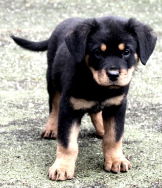 Breeding Working Rottweilers in Australia