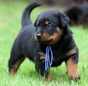 Breeding Working Rottweilers in Australia