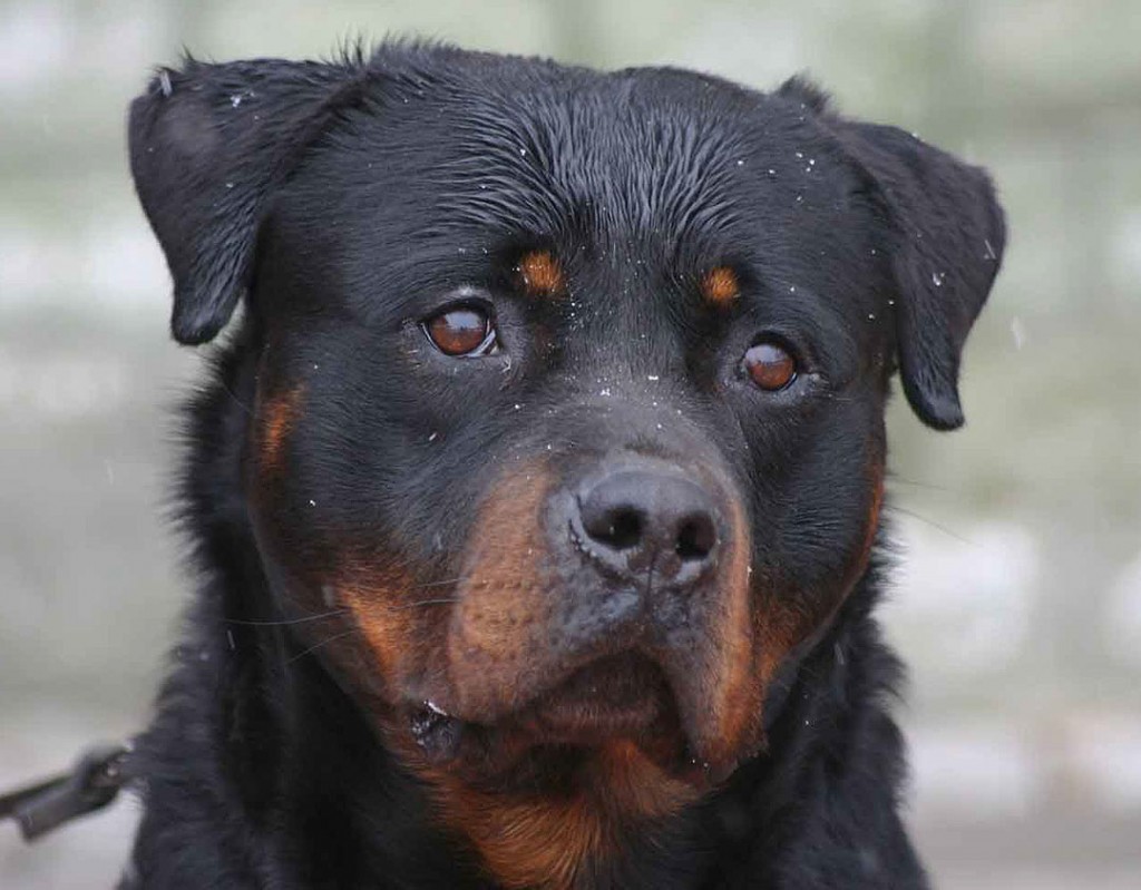 Breeding Working Rottweilers in Australia
