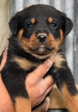 Breeding Working Rottweilers in Australia