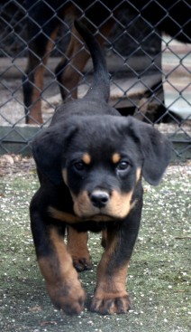 Breeding Working Rottweilers in Australia