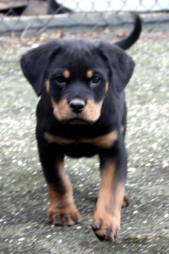 Breeding Working Rottweilers in Australia