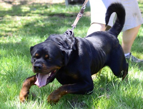 Breeding Working Rottweilers in Australia