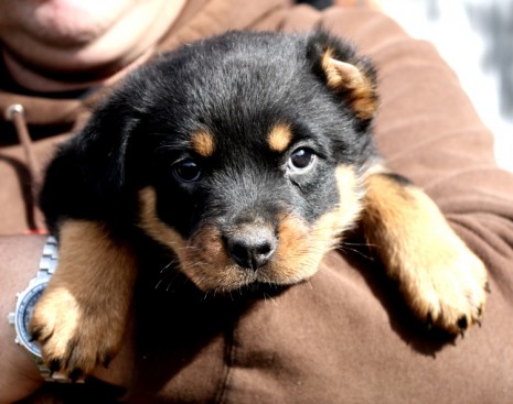 Breeding Working Rottweilers in Australia