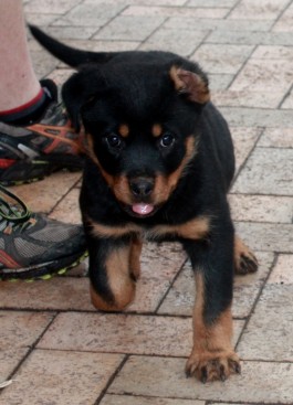 Breeding Working Rottweilers in Australia