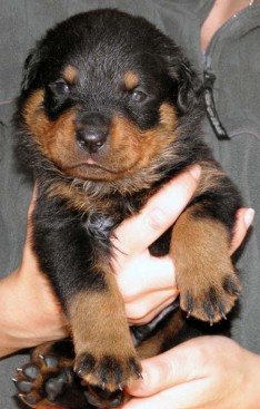 Breeding Working Rottweilers in Australia
