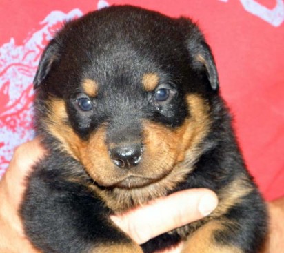 Breeding Working Rottweilers in Australia