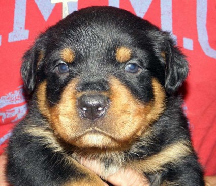 Breeding Working Rottweilers in Australia