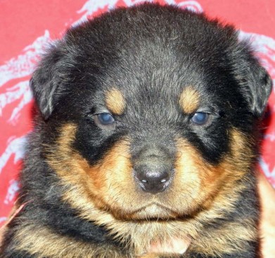 Breeding Working Rottweilers in Australia