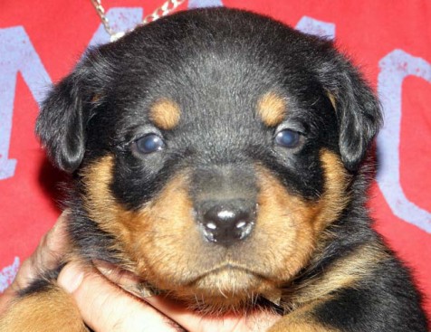 Breeding Working Rottweilers in Australia