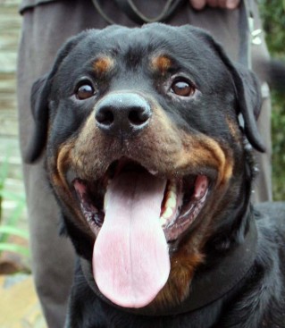 Breeding Working Rottweilers in Australia
