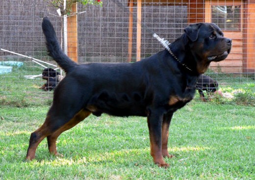 Breeding Working Rottweilers in Australia